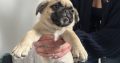 Pug Tzu Puppies for Sale