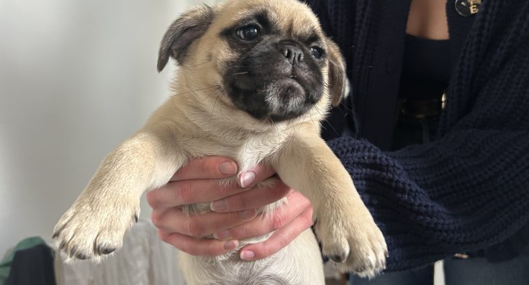 Pug Tzu Puppies for Sale