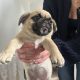 Pug Tzu Puppies for Sale