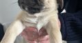 Pug Tzu Puppies for Sale