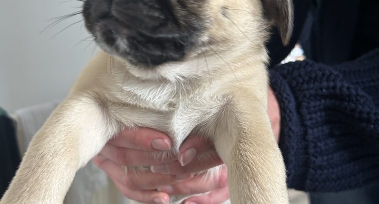Pug Tzu Puppies for Sale