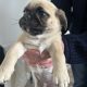 Pug Tzu Puppies for Sale
