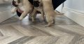 Pug Tzu Puppies for Sale