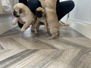 Pug Tzu Puppies for Sale