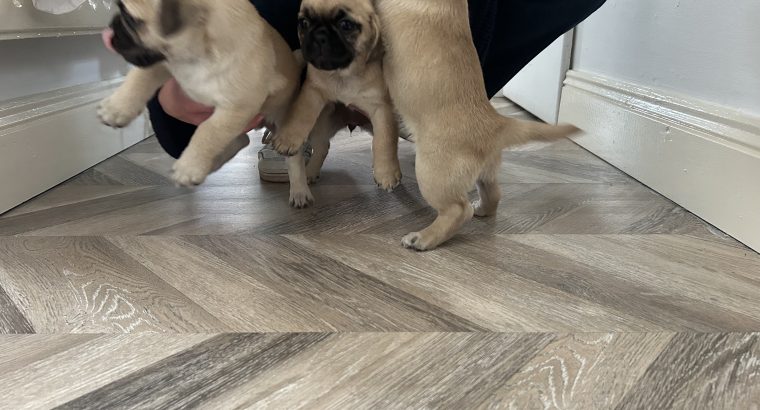 Pug Tzu Puppies for Sale