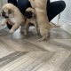 Pug Tzu Puppies for Sale
