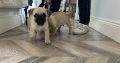 Pug Tzu Puppies for Sale