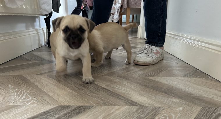 Pug Tzu Puppies for Sale
