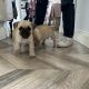 Pug Tzu Puppies for Sale
