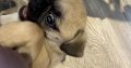 Pug Tzu Puppies for Sale