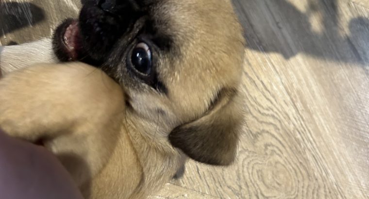 Pug Tzu Puppies for Sale