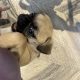 Pug Tzu Puppies for Sale