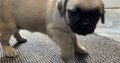 Pug Tzu Puppies for Sale