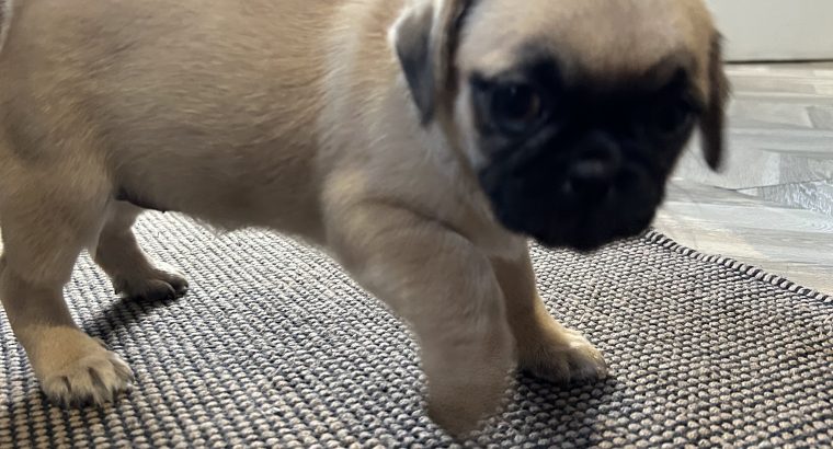Pug Tzu Puppies for Sale