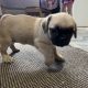 Pug Tzu Puppies for Sale