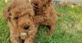 Red Miniature Poodle puppies