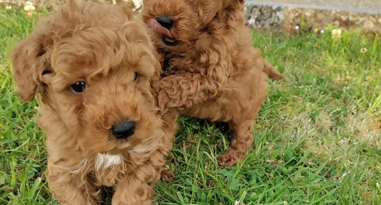 Red Miniature Poodle puppies