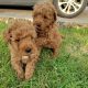 Red Miniature Poodle puppies