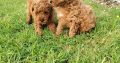 Red Miniature Poodle puppies
