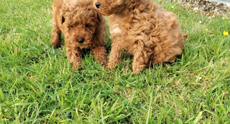 Red Miniature Poodle puppies