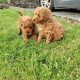 Red Miniature Poodle puppies