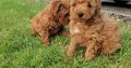 Red Miniature Poodle puppies