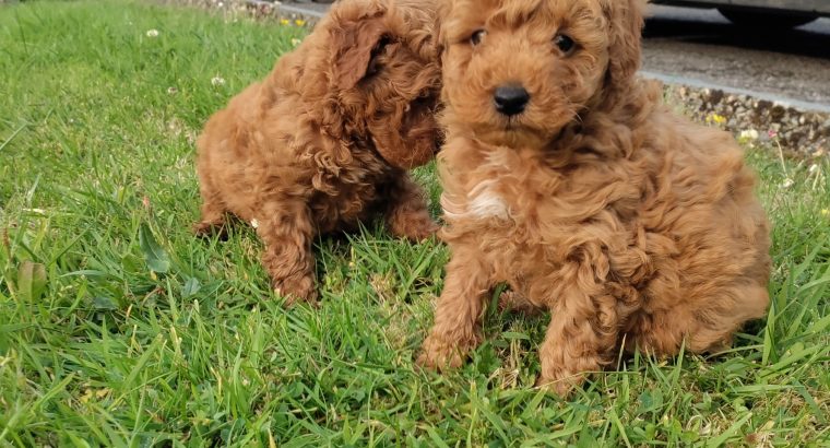 Red Miniature Poodle puppies