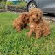 Red Miniature Poodle puppies