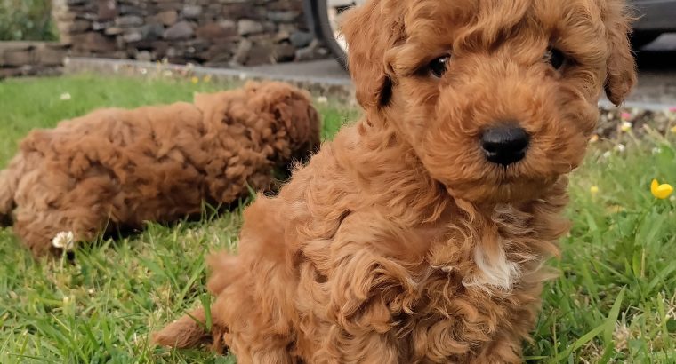 Red Miniature Poodle puppies