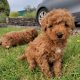 Red Miniature Poodle puppies