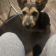 Terrier cross looking for new home