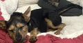 Terrier cross looking for new home