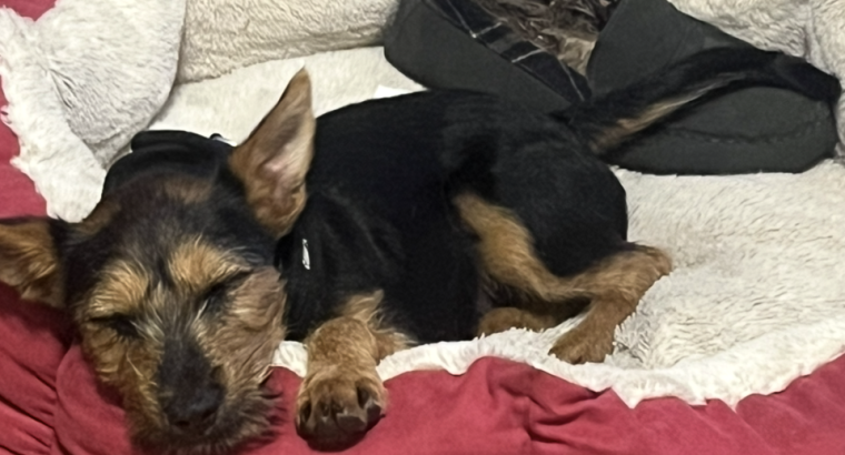 Terrier cross looking for new home