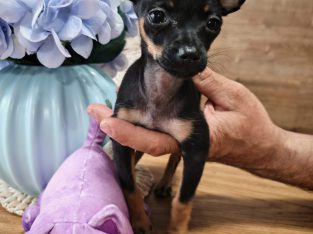 Russian Toy Terrier