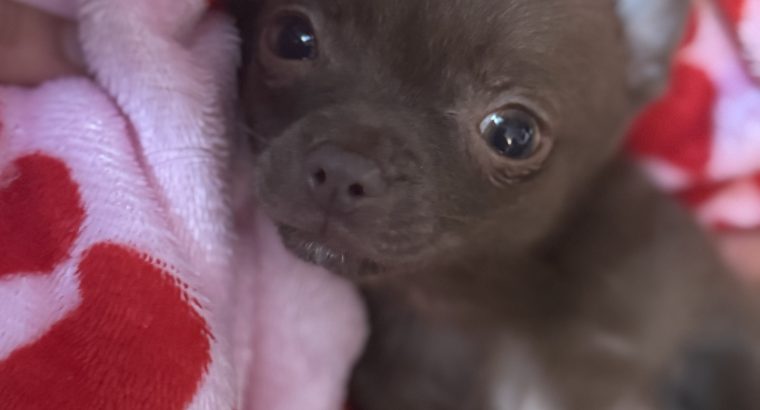 Male chihuahua pup