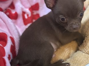 Male chihuahua pup