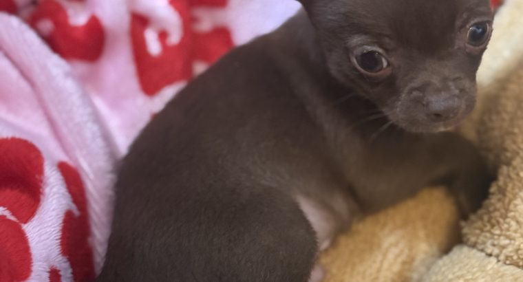Male chihuahua pup