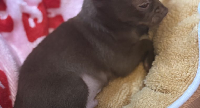 Male chihuahua pup