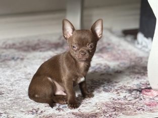 Tea cup chihuahua