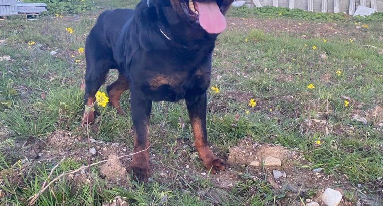 Beautiful chunky puppies