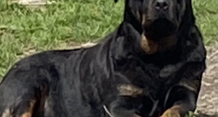 Beautiful chunky puppies