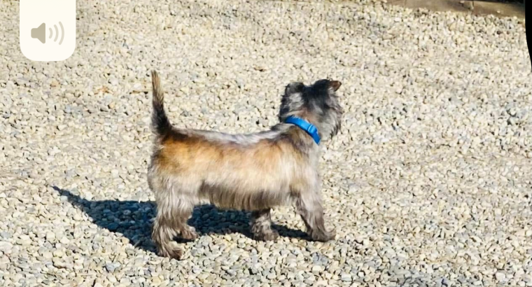 Cairn terrier