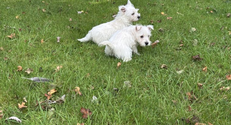 West highland female puppy