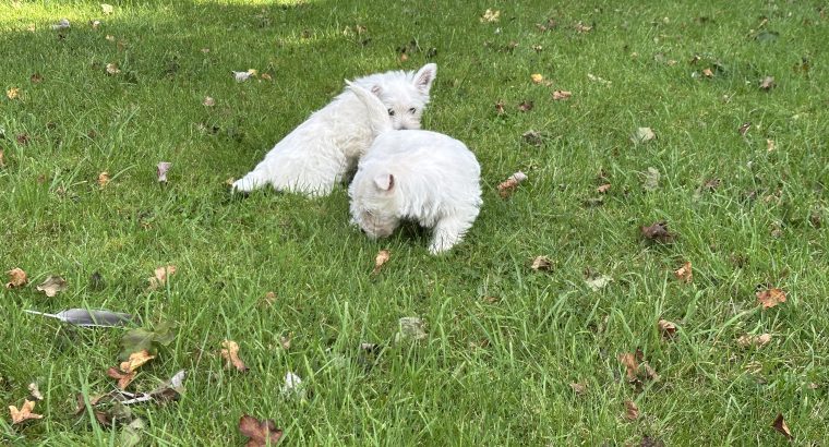 West highland female puppy