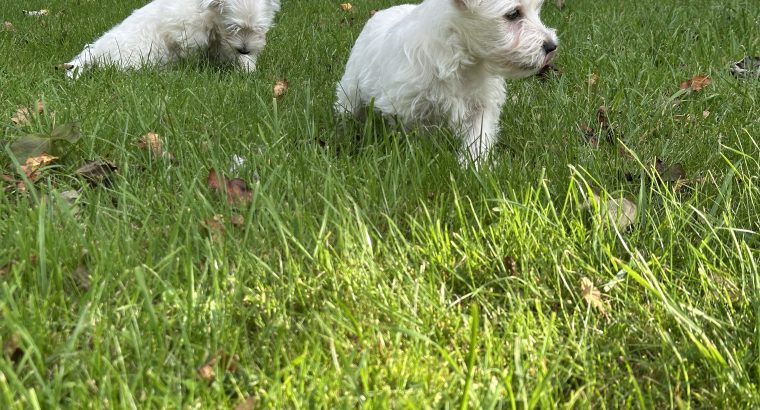 West highland female puppy