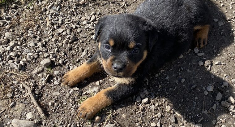 Beautiful chunky puppies