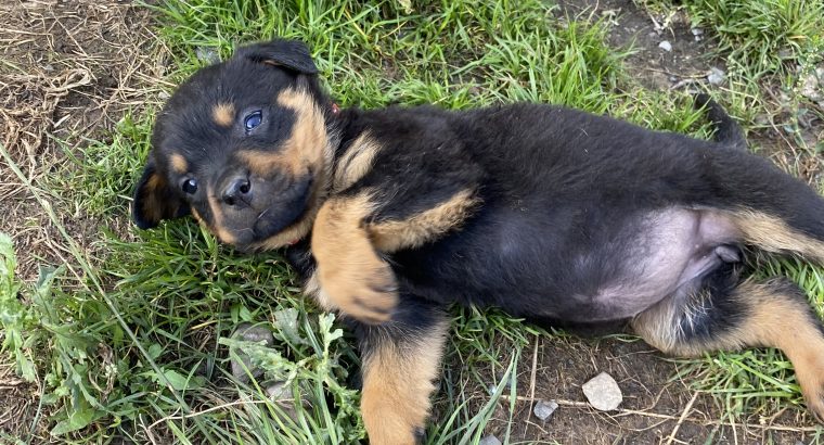Beautiful chunky puppies