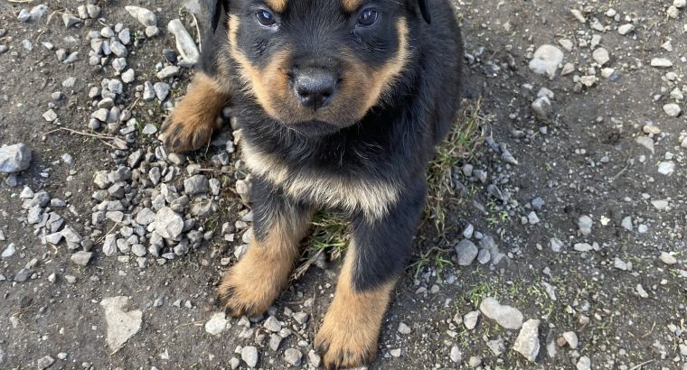 Beautiful chunky puppies