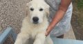 Beautiful Golden Retriever Puppies for sale