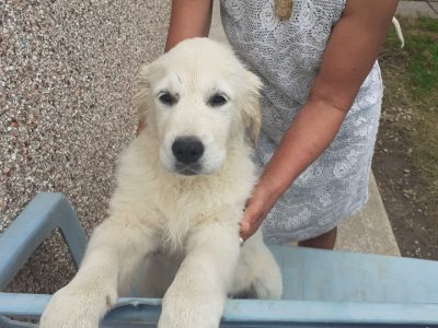 Beautiful Golden Retriever Puppies for sale